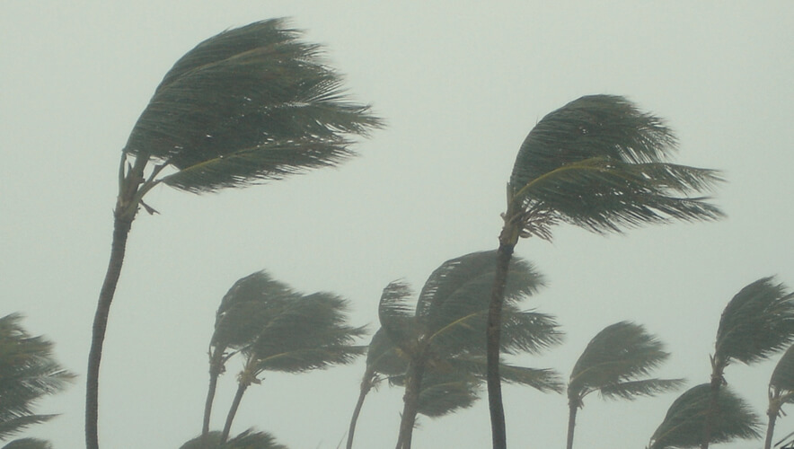 hurricane preparedness wind trees