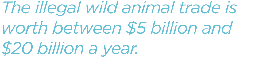 The-illegal-wild-animal-trade-is-worth-between-5-billion-and-$20-billion-a-year.png