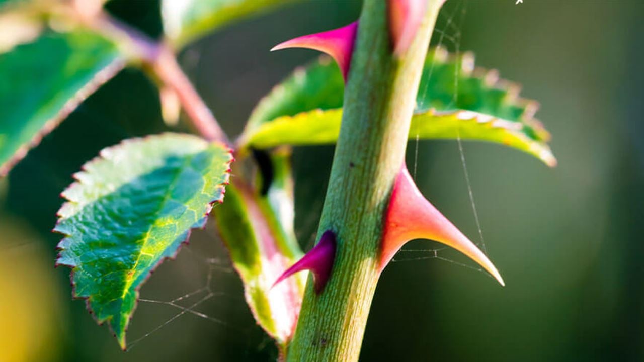Photo of rose bush thorns
