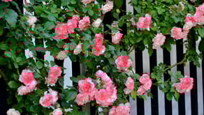 1124-sm-CPTED-gardening-guide-02.jpg