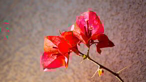 1124-sm-CPTED-gardening-guide-04.jpg