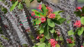 1124-sm-CPTED-gardening-guide-08.jpg