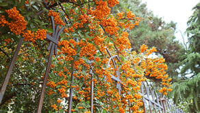 1124-sm-CPTED-gardening-guide-10.jpg