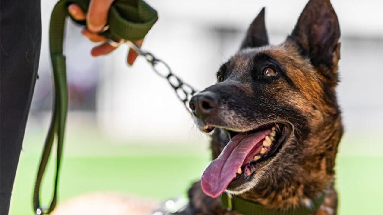 Close-up photo of a Belgian Malinois security dog on a leash, panting and alert, during a training or patrol session.