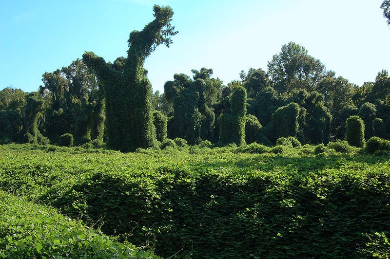 kudzu-field.jpg